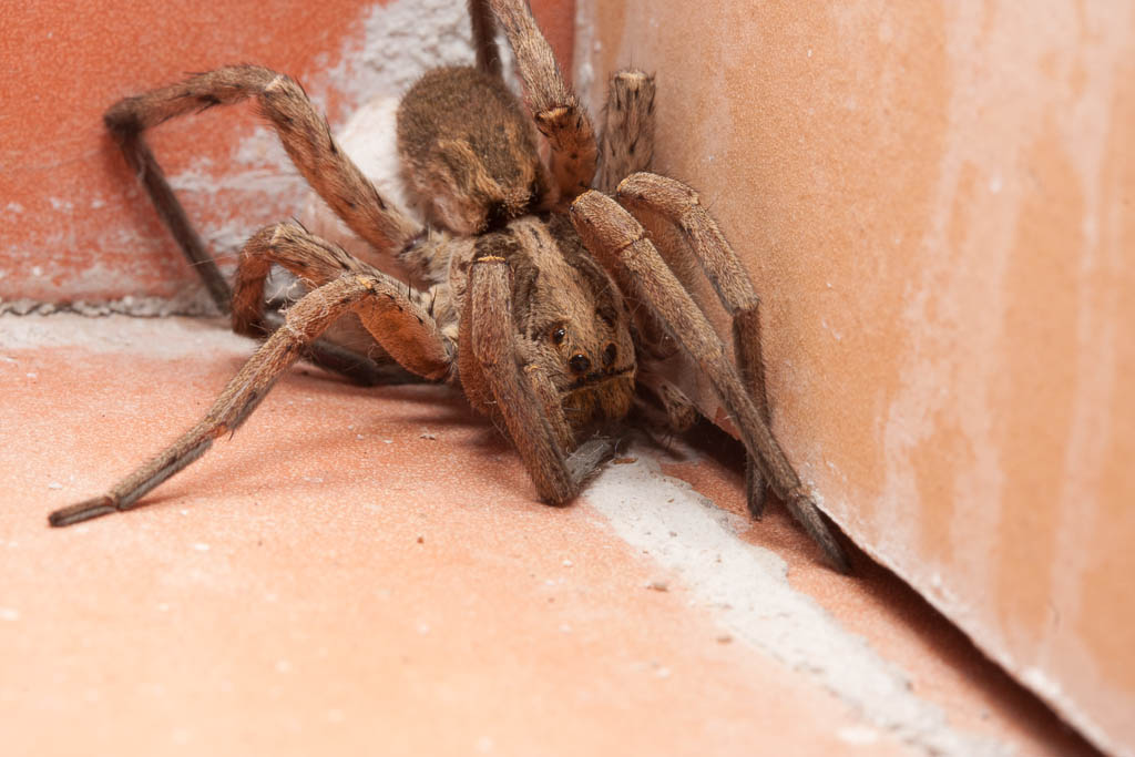 Die Hauseigene Insektenvernichtungsanlage